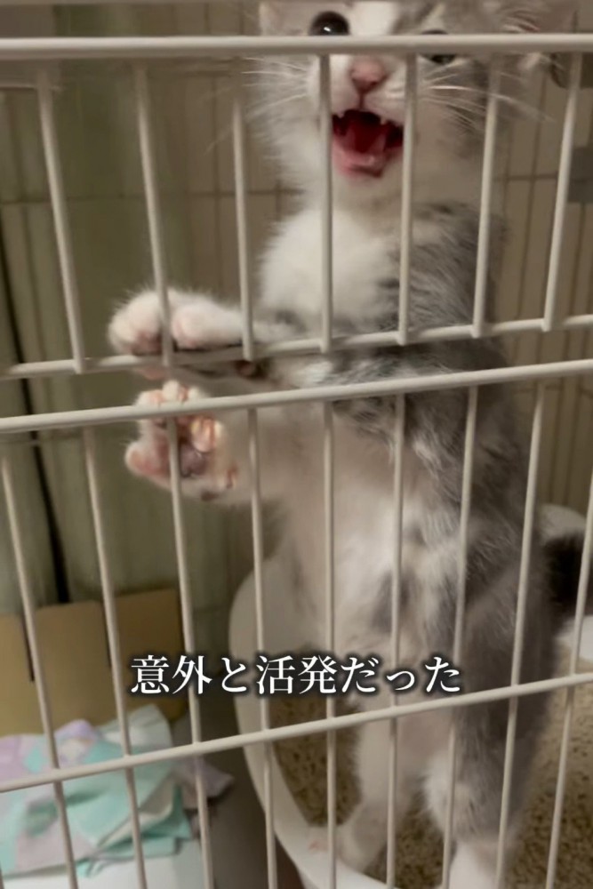 ケージの中で鳴く子猫