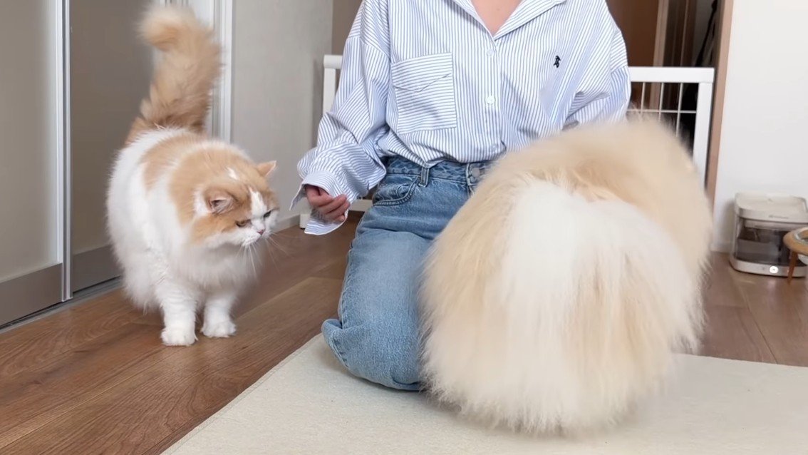 見つめる猫と犬の後ろ姿