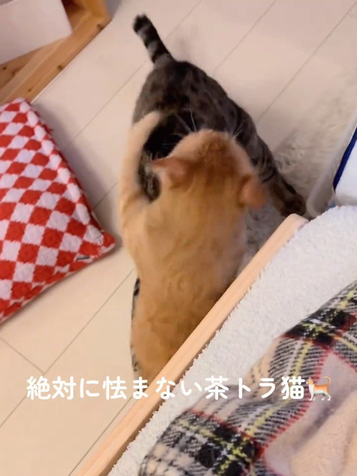 成猫にぶつかる子猫