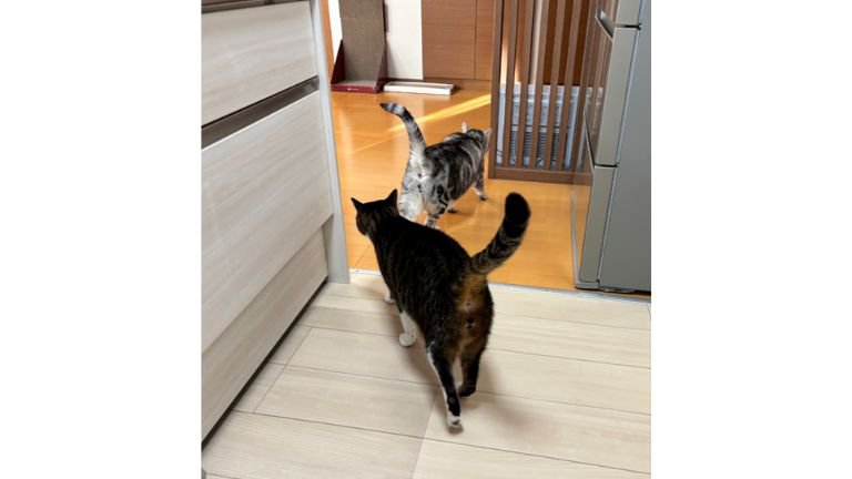キッチンにいる猫たち