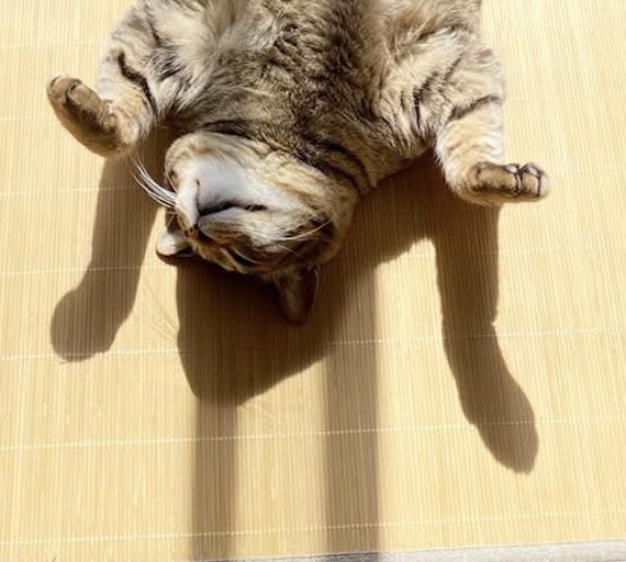 『バンザイ』をしているような形になっているキジトラ猫の影