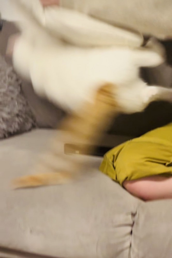 クッションに当たってひっくり返る保護猫