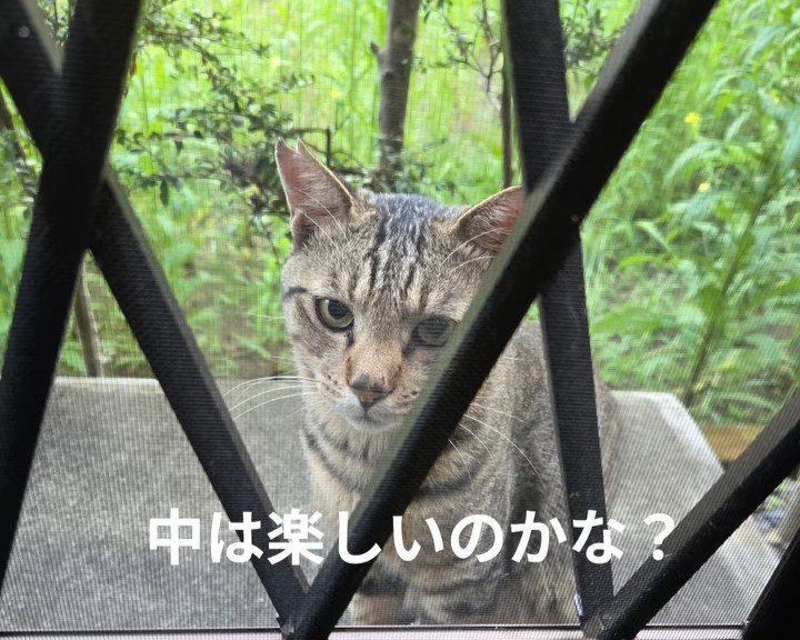 家の中を見る猫の顔