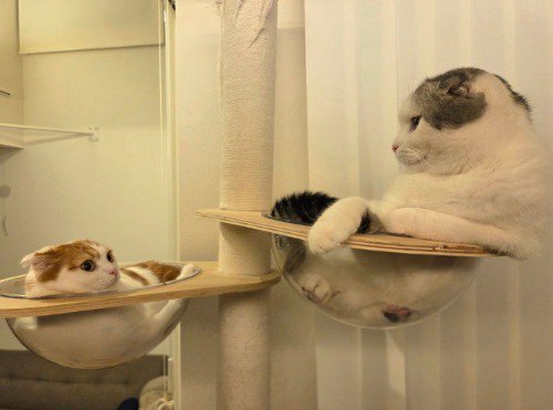 キャットタワーのボウルに入って、お互いを見つめる2匹の猫