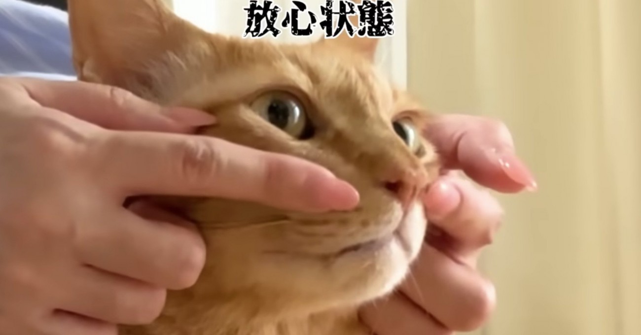 放心状態のまるとら