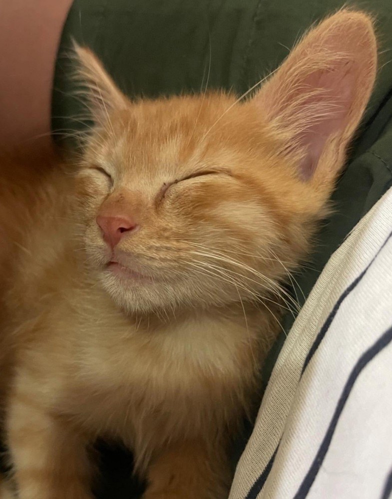 上を向いて寝る子猫