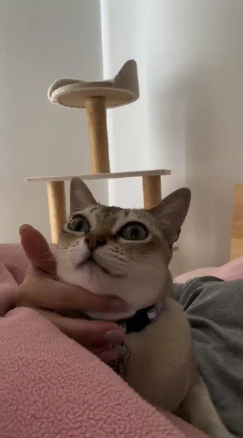 飼い主にアゴを撫でられる猫
