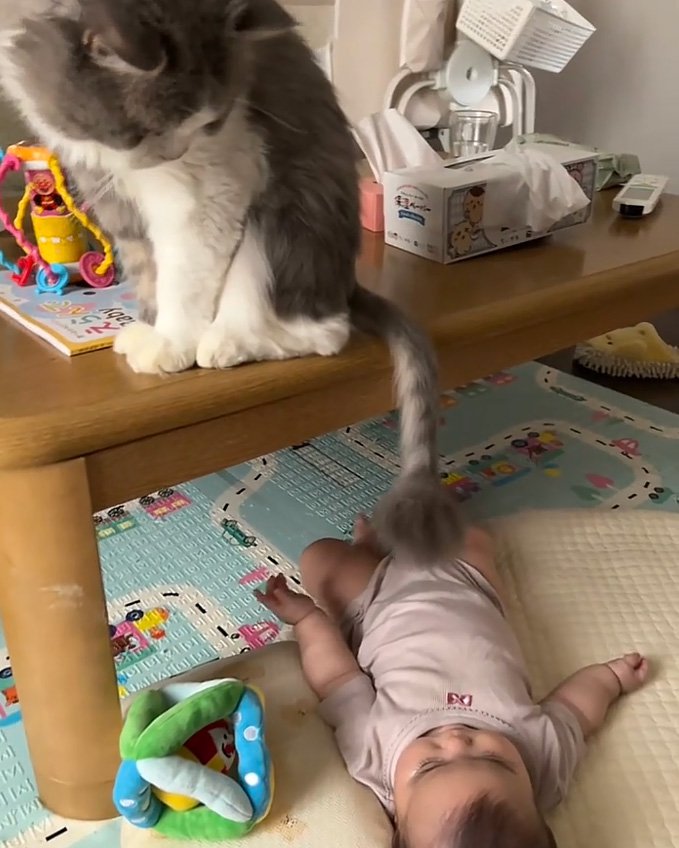 振る猫