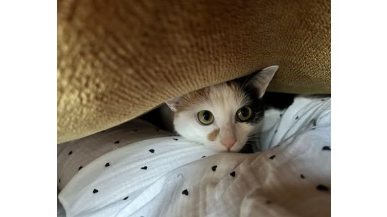 ベッドにいる猫