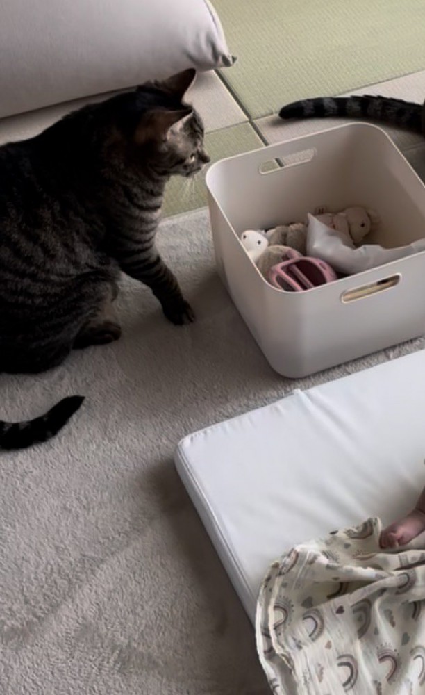 赤ちゃんから少し距離がある猫とオモチャ箱