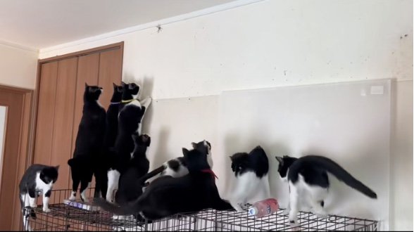 並ぶ猫