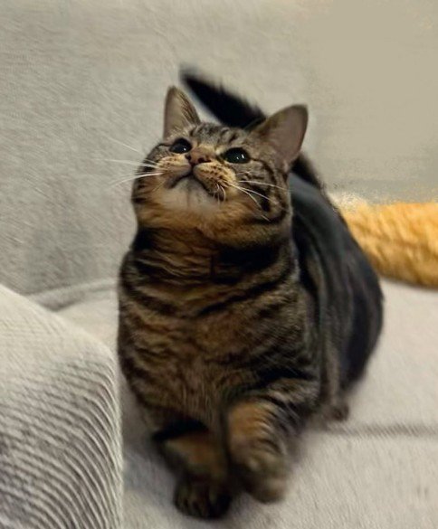 上にあるものを見つめる猫