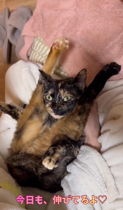 前足を前に伸ばしている二つ折りになった猫「今日も、伸びてるよ♡」