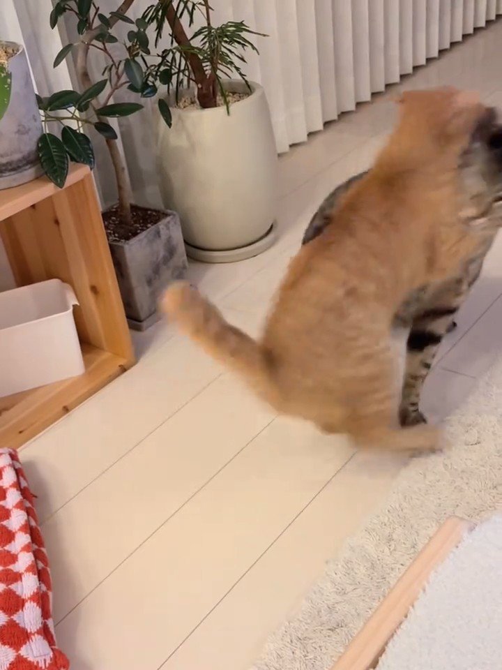 キジトラ猫に抱きつく茶トラ猫