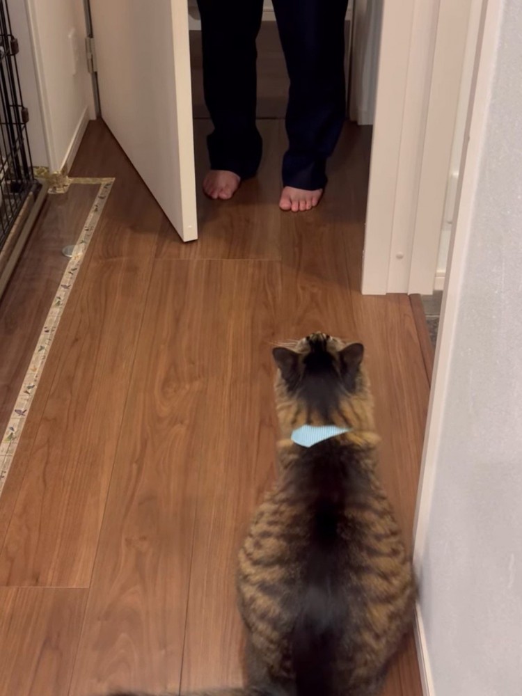 開いたドアを見る猫