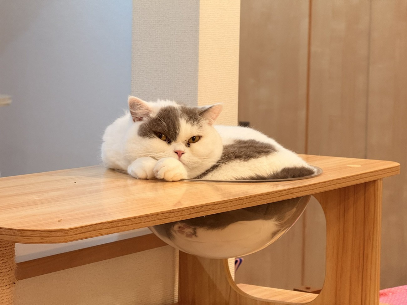 宇宙船にすっぽりはまっている猫