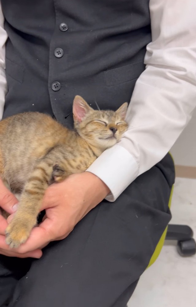 膝の上で眠る子猫別角度