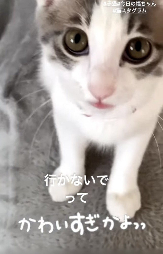 ママを見ながら鳴く子猫