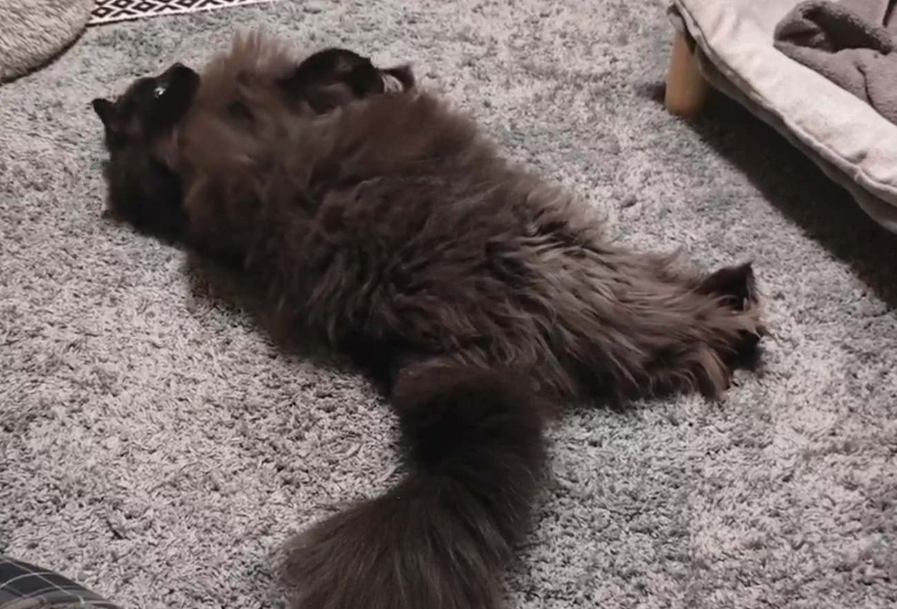 寝そべる猫