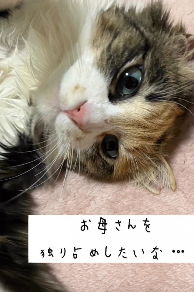 寝転がる猫の顔