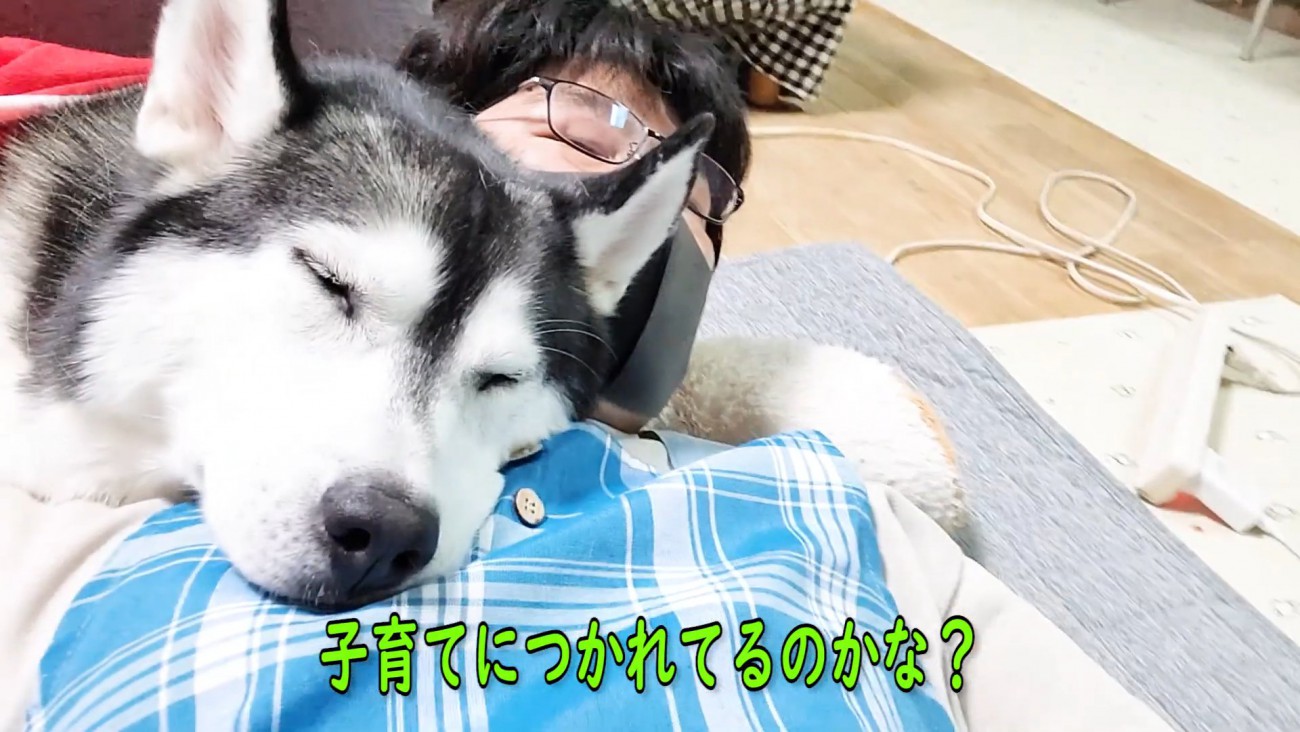 人にくっつく犬