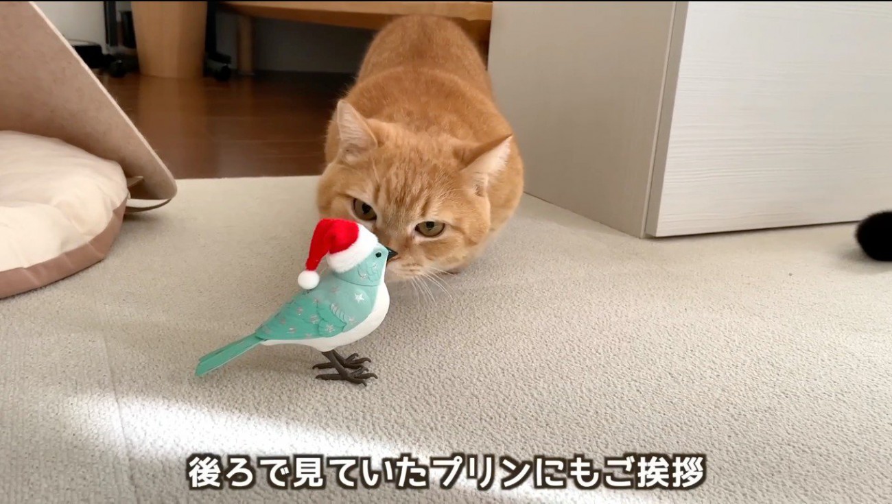 鳥のおもちゃに顔を近づける茶トラ猫