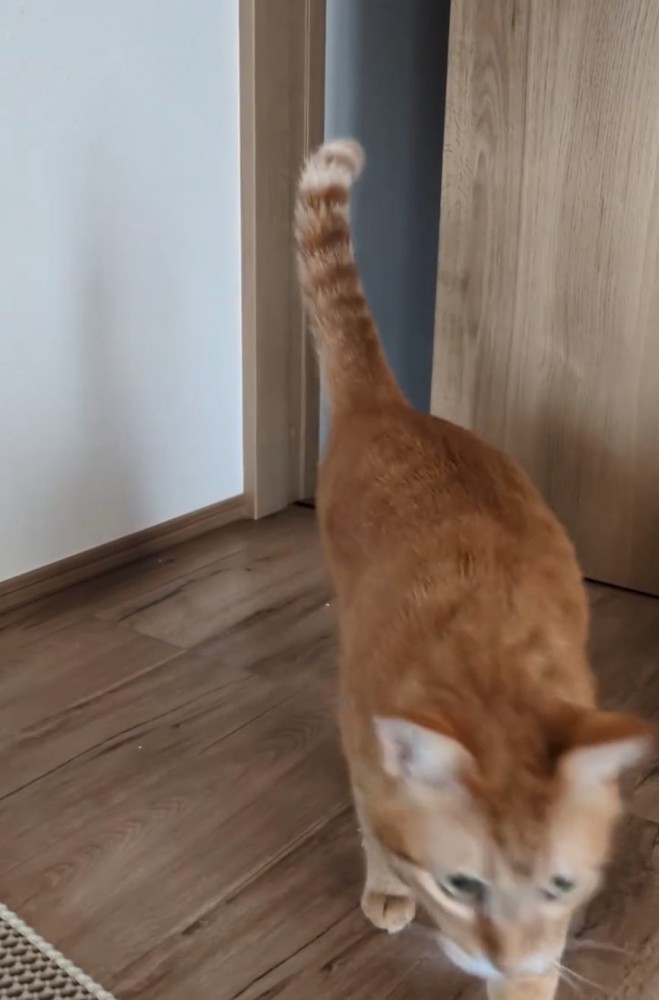 立ち去る猫2