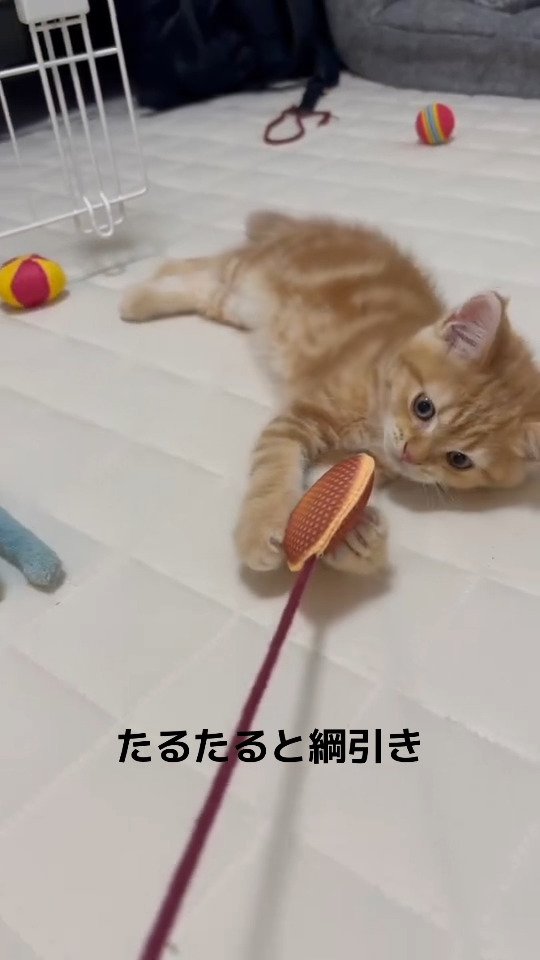 生後2ヶ月のおもちゃで遊ぶ猫さん