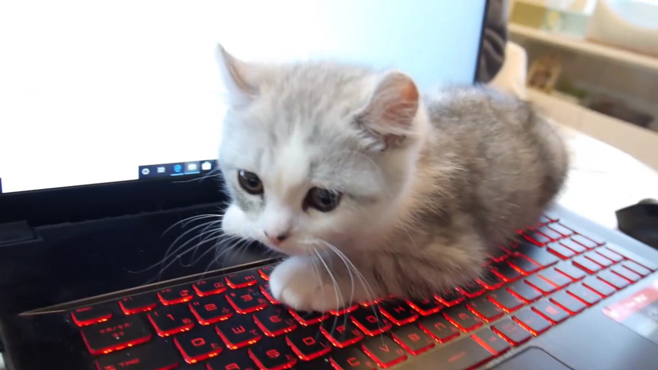 ノートパソコンのキーボード上に寝ころんだ子猫