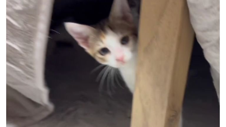 こたつの中にいる子猫