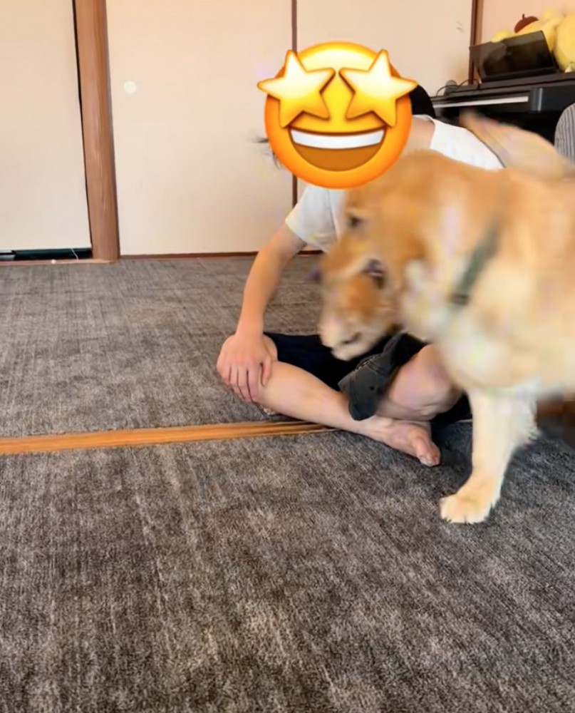 子猫を運ぶ犬