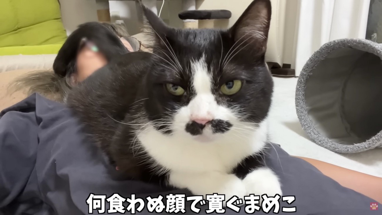 おしりを飼い主さんの顔に密着
