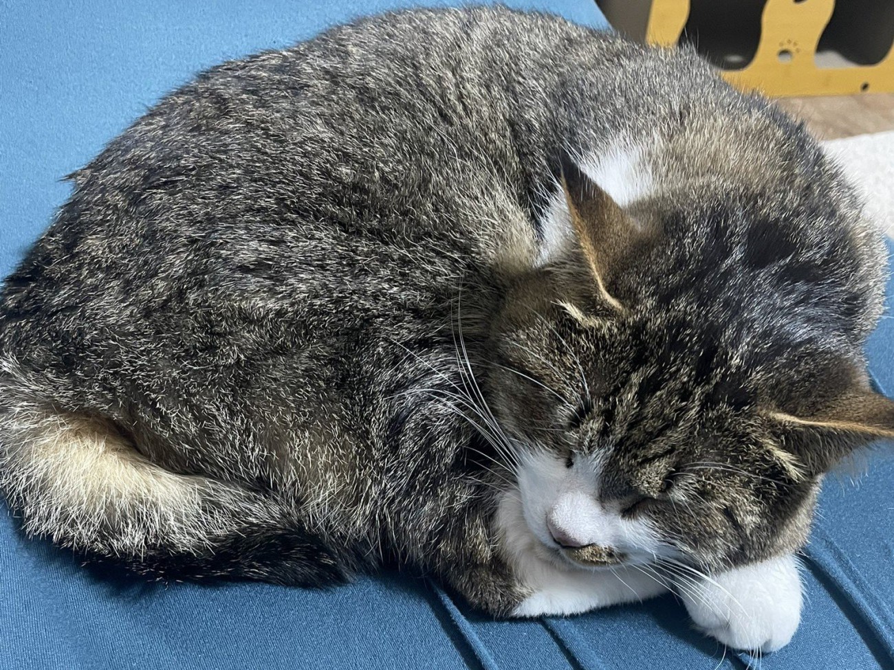 丸くなって眠る猫