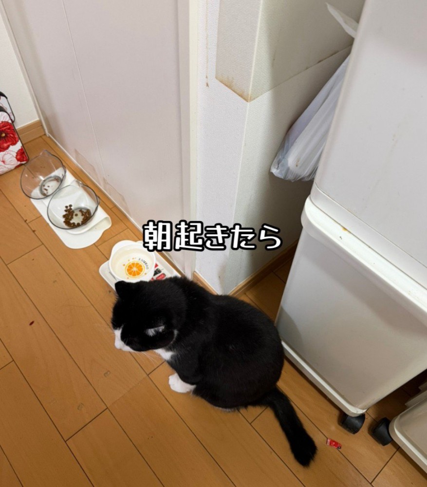 食器前で座る猫