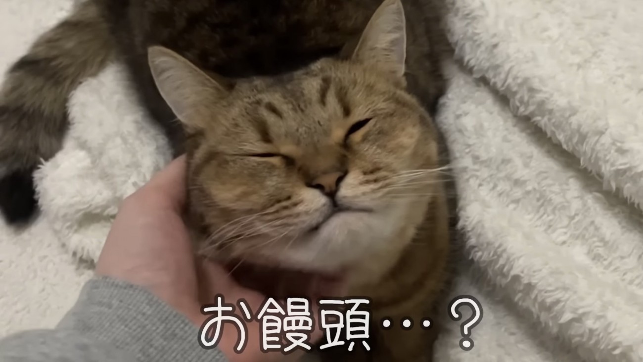 「お饅頭...？」のテロップ写真