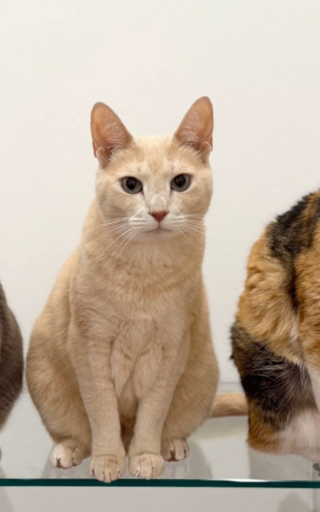 オレンジ毛の猫