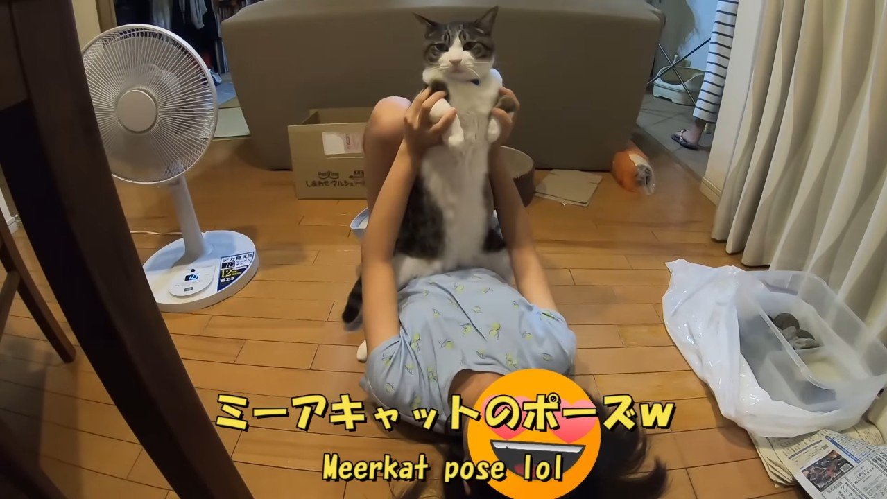 ミーアキャットのポーズ