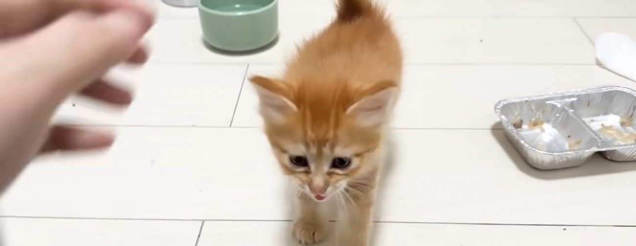 歩いている子猫