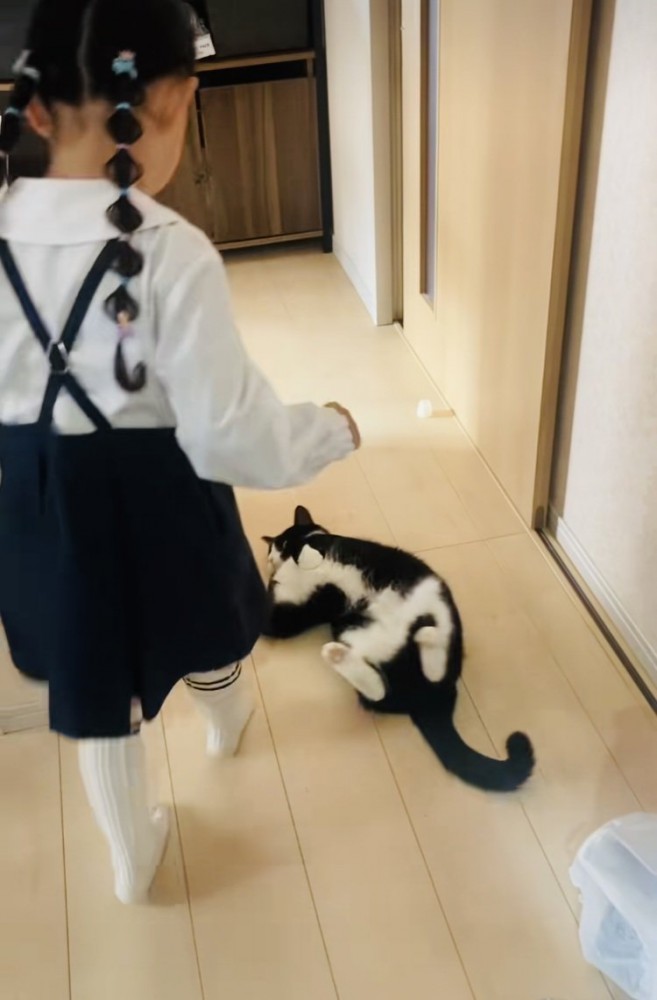 娘さんを通せんぼするハチワレ猫