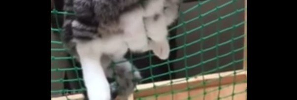 後ろ足のアップ