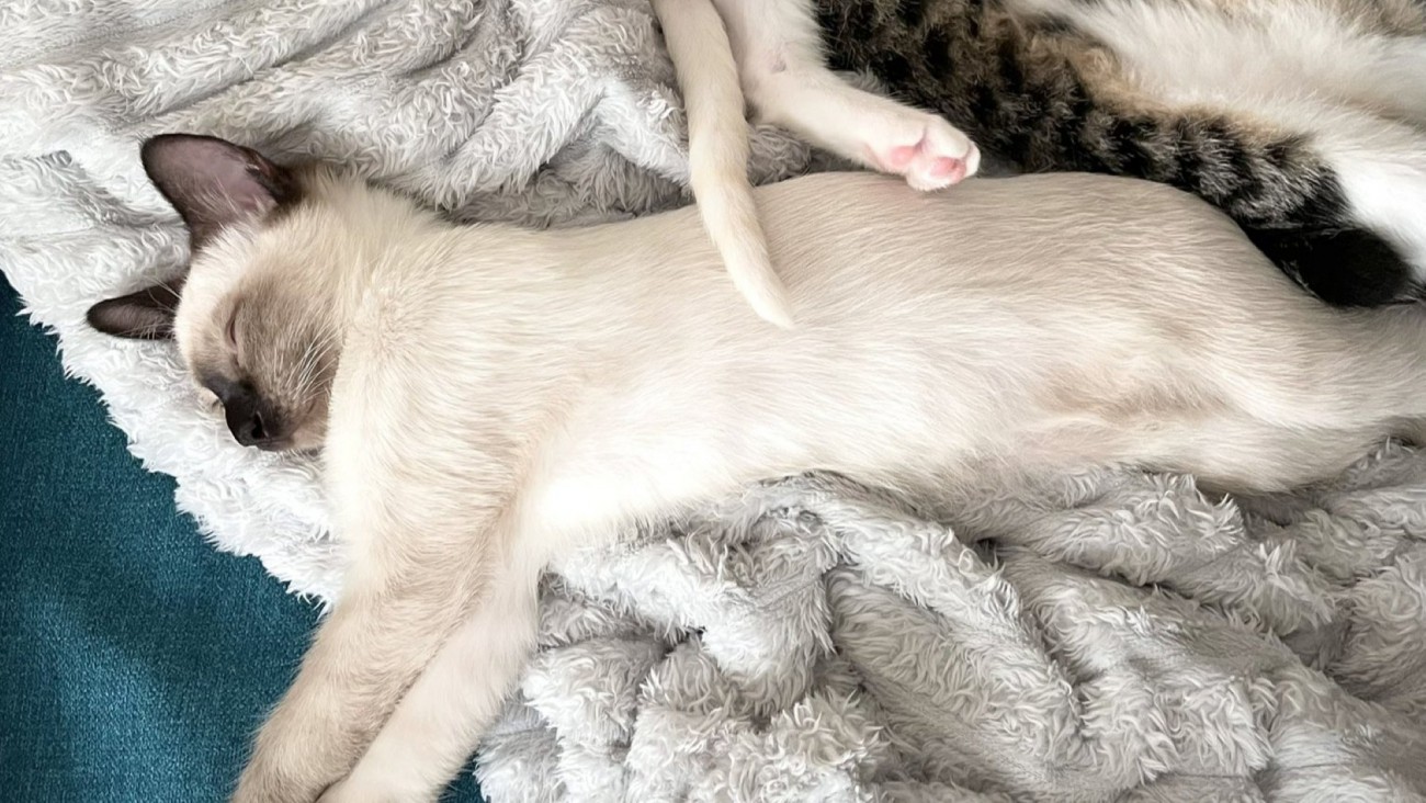 横向きで寝ているシャム系子猫