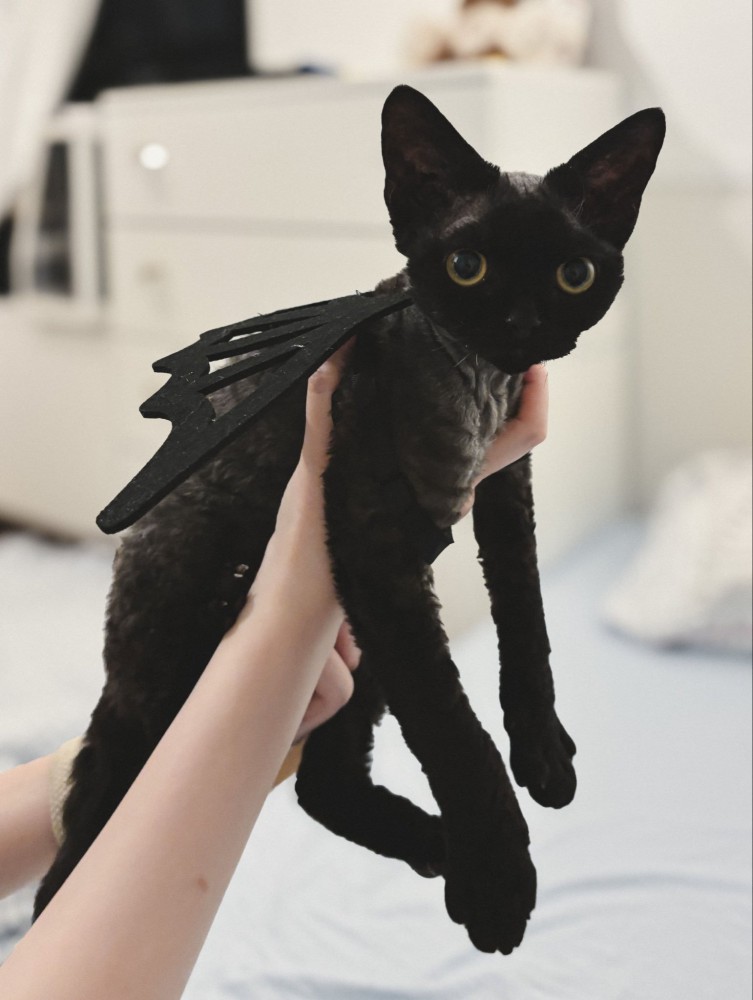 背中に羽のおもちゃをつけた猫