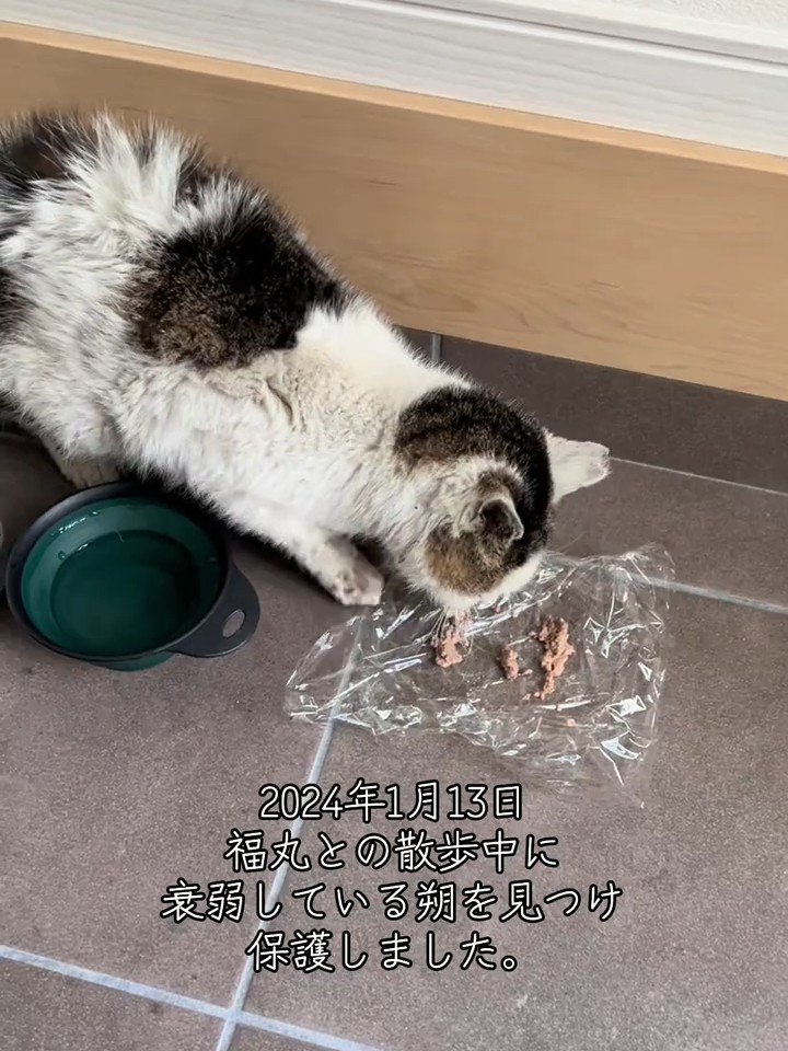 ラップの上のごはんを食べる猫