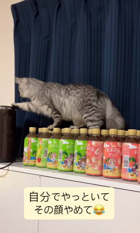 手を伸ばす猫