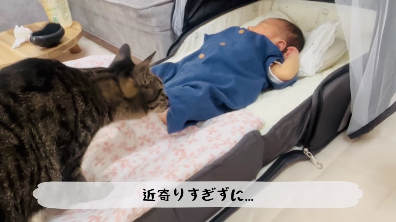 赤ちゃんに近づくキジトラ猫