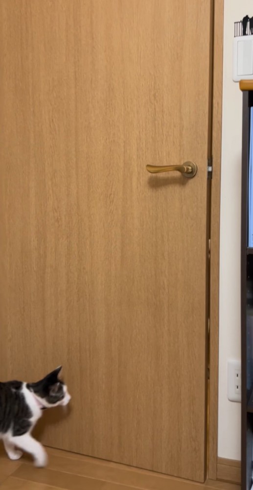 ドアを見つめる猫