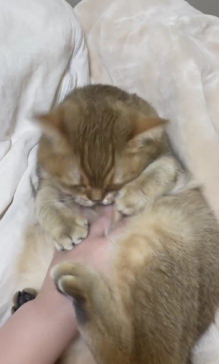 おなかをなでられる猫