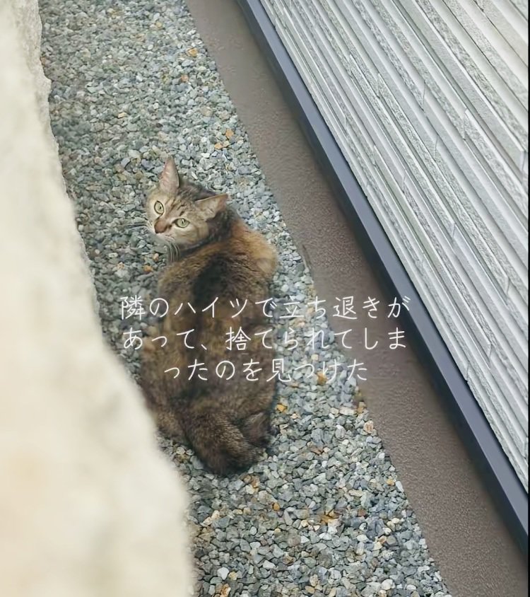 砂利道の上で振り返るキジトラ猫