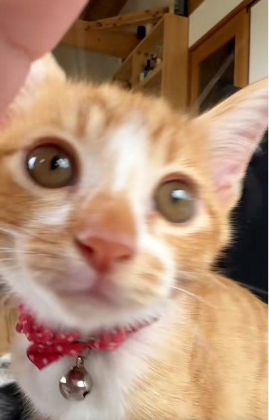 子猫の顔のアップ