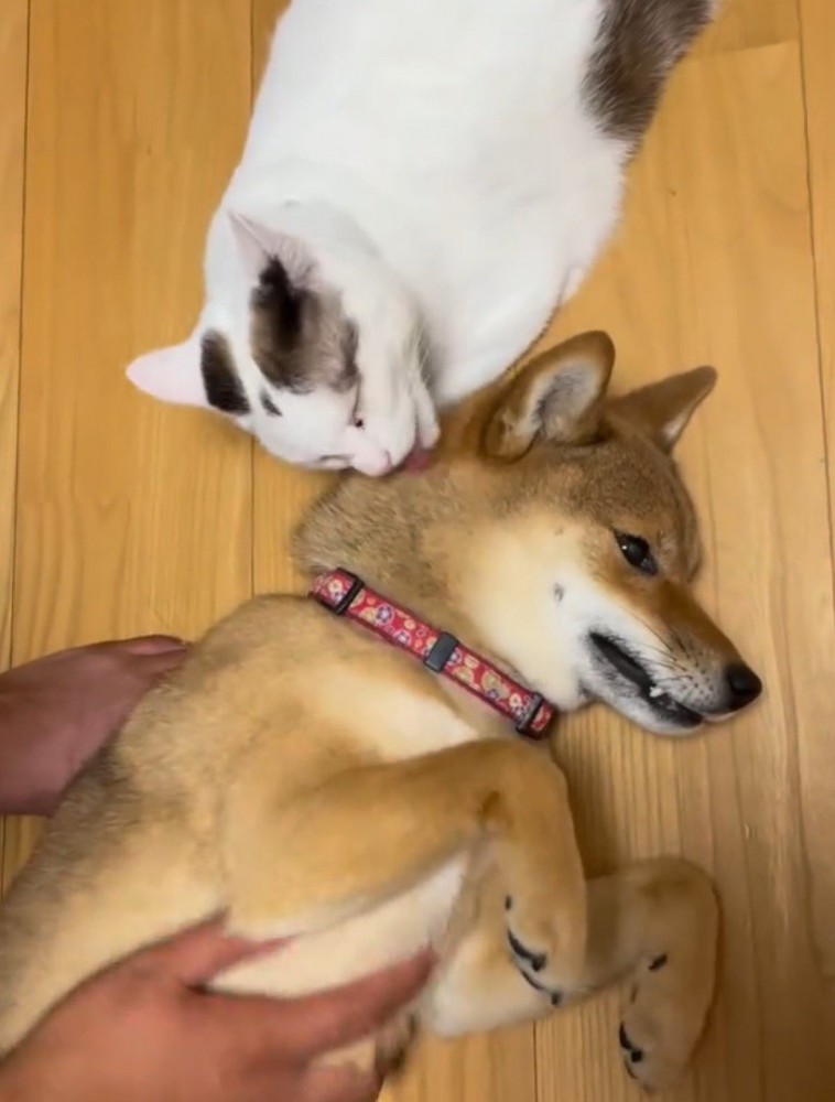 犬の頭を舐める猫